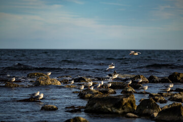 Seabirds colony on a shallow in the Black sea of Bulgaria.
