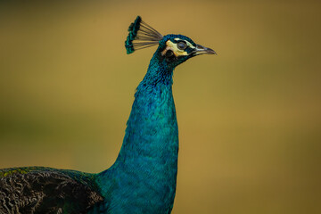 Close up image of a pea fowl