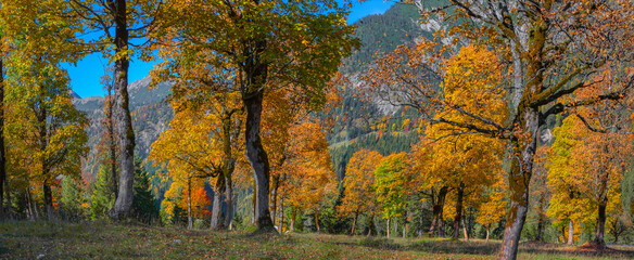 Obraz premium Großer Ahornboden im Herbst, Hochebene, Karwendelgebirge, Hinterriß, Österreich, Panorama 