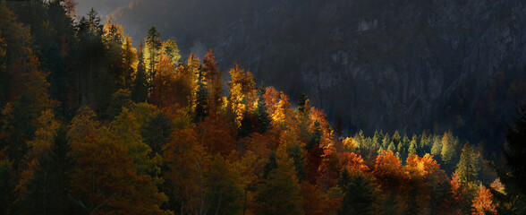 Bunter Herbstwald in den Alpen im Gegenlicht, Bayern, Deuschland, Panorama 
