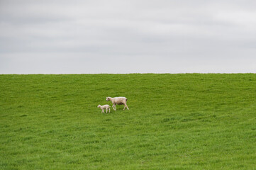 Obraz premium Schaf mit ihrem Lamm auf dem Deich