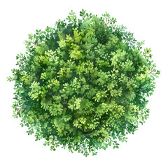 Obraz premium Tree top view, watercolor style vector dumb canes tree 