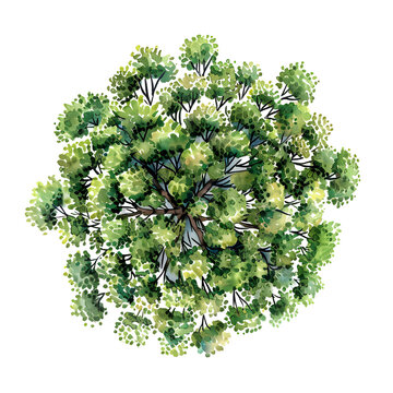 Tree top view, watercolor style vector cocculus seen tree	