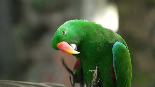 Male Moluccan eclectus (Eclectus roratus) parrot bird grooming Perched on branch, scratches head with leg claws in slow motion. Wild Bali