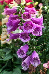Pink Foxglove Flowers in the Garden © Carson Liu