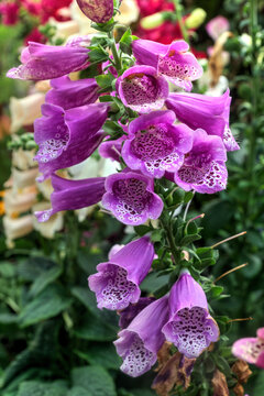 Pink Foxglove Flowers in the Garden