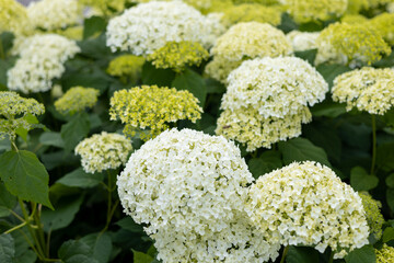 White Hydrangea in the Garden. Blooming white hydrangea plants in full bloom. Nature background