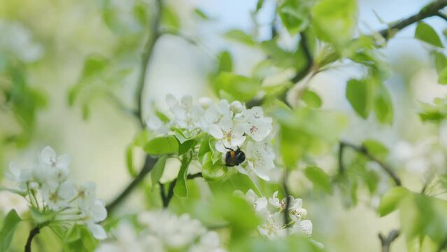 Pollinated Bumblebee And White Flowers Some Branches In A Fruit Tree. Bumblebee Sucks Nectar And Pollen. Blooming Tree In Garden.