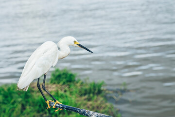 Snowy Egret Perched by Waterside