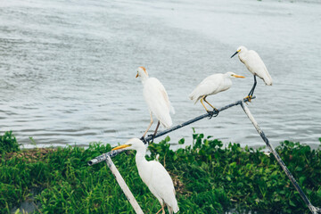 Group of Egrets Perched by Tranquil Water