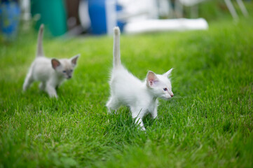 Balinesen Kätzchen im Garten