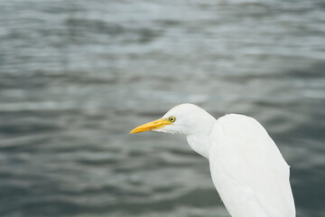 Close-Up of Egret by Water