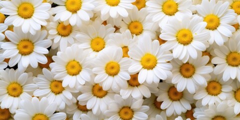 Fototapeta premium A Close-up View of a Bunch of Daisies