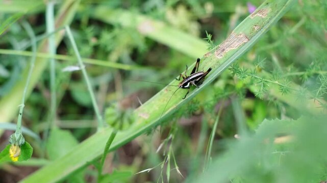 Tiny brown grasshopper sitting calm on a green leaf. Pholidoptera fallax is a cute cricket with black stripes and white dots. Shallow depth of field meadow wildlife from the Krk Island, Croatia.