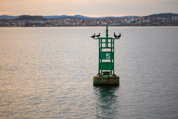 Birds sitting on a green buoy at sea. City and hills in the background at sunset time.