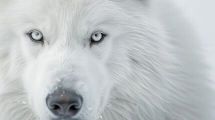 Obraz premium A close-up portrait of a Samoyed's expressive face, its intelligent eyes and gentle smile captivating the viewer