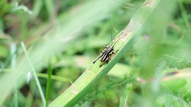 Tiny brown grasshopper sitting calm on a green leaf. Pholidoptera fallax is a cute cricket with black stripes and white dots. Shallow depth of field meadow wildlife from the Krk Island, Croatia.