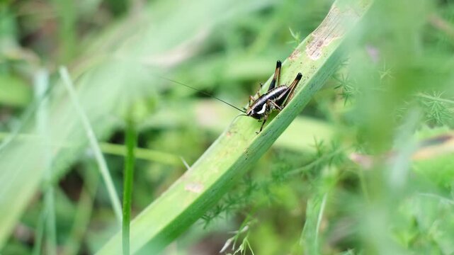 Tiny brown grasshopper sitting calm on a green leaf. Pholidoptera fallax is a cute cricket with black stripes and white dots. Shallow depth of field meadow wildlife from the Krk Island, Croatia.