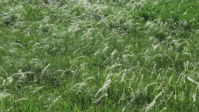 Lush Field of Feather Grass