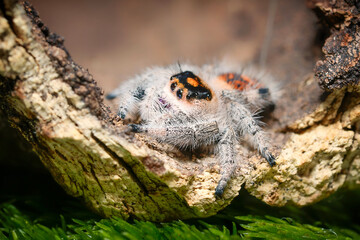 Phidippus regius Rastafari jumping spider side view the family Salticidae animal arachnid family jumping web spider. Phidippus Rastafari white grey and red orange spider macro photography.