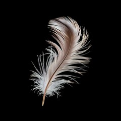 Solitary Elegance: A Single Feather Against Darkness