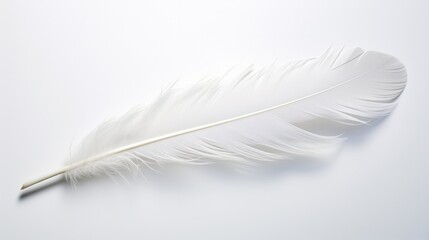 A delicate white feather, its intricate barbs and vane structure clearly visible, poised gracefully on a pristine white canvas