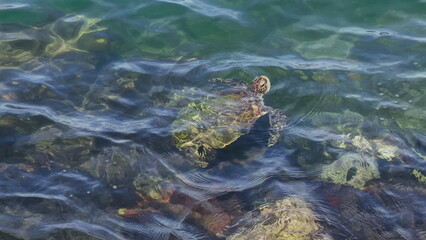 Turtle Breathing Before Diving Back Underwater in Slow Motion