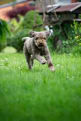 Lagotto Romagnolo rennt durch den Garten