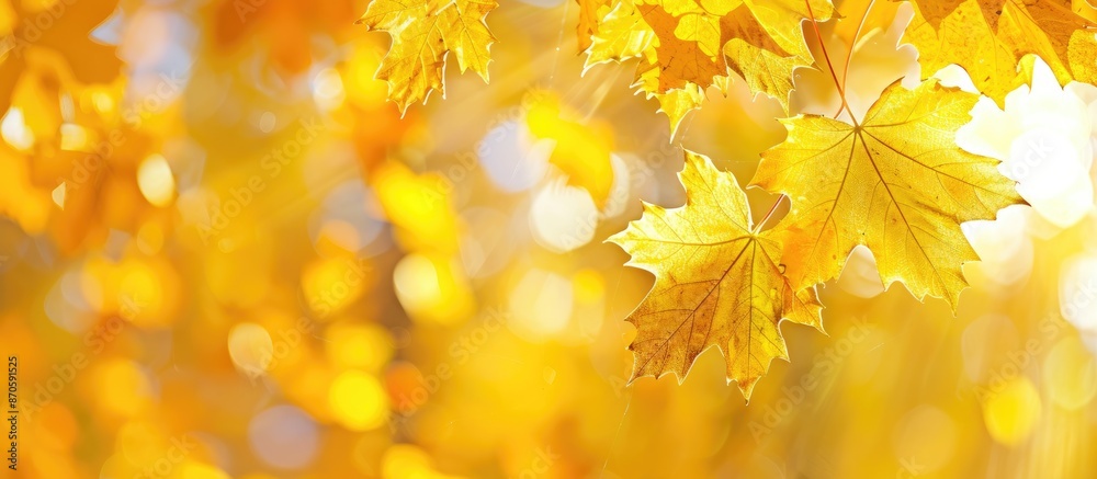 Aufkleber Blurry background showcasing yellow maple leaves; fall-themed image with a focal point on maple leaves. Copy space included.
