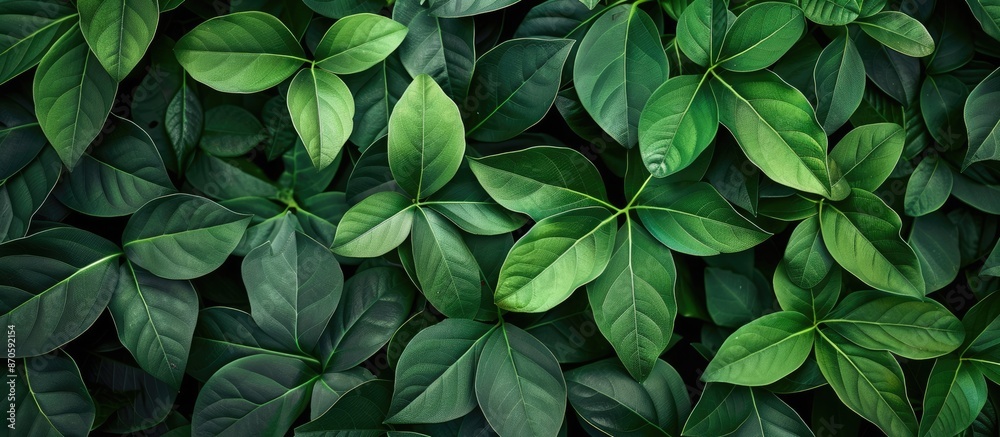 Poster background featuring green leaves of bauhinia aureifolia with copy space image available.