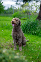 Sitzender Lagotto Romagnolo im Garten
