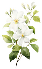 Obraz premium PNG Watercolor jasmine flower blossom plant petal