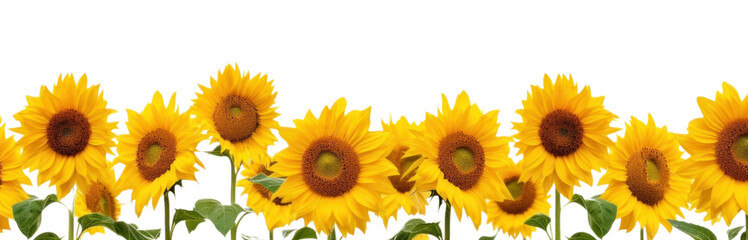 Obraz premium PNG Daytime sunflower hills border backgrounds outdoors nature