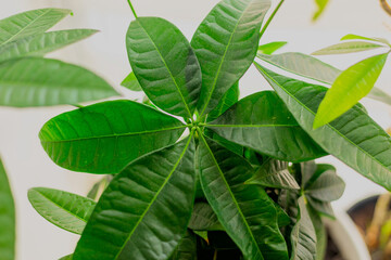 Pachira aquatica Plant Leaves close up