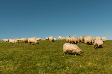Flock of sheep grazing on a green hill under a clear blue sky