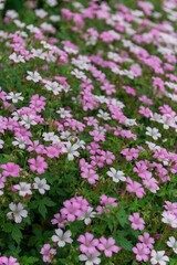 Vibrant field of pink and white flowers in full bloom