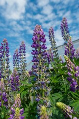 Fototapeta premium Close-up of vibrant purple lupine flowers against a blue sky with scattered clouds.