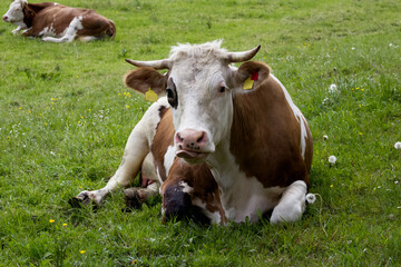 Cute cow resting on a green meadow close-up