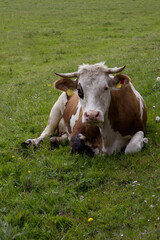 Cute cow resting on a green meadow close-up