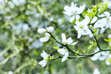 Nature background with spring flowers. Selective and soft focus. Close up.	