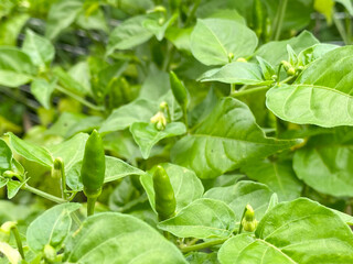 Red hot chilli pepper tree with unripe fruits and buds close up background. Grown in pots. Stock photo.