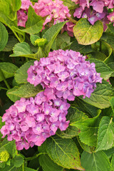 Les hortensias 
