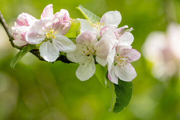 Wunderschöne Blüten trägt der alte Apfelbaum