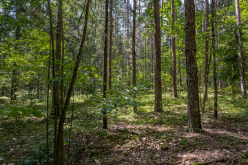 Obraz premium View of Stanka Lake, one of the many beautiful lakes in Lithuania, located in Dzukia region, Trakai District Municipality, Vilnius County, Lithuania 