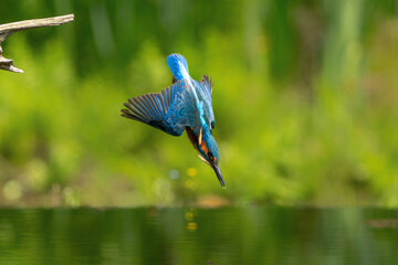 Naklejka premium Common Kingfisher (Alcedo atthis) flying and diving while trying to catch a fish in the forest in the Netherlands