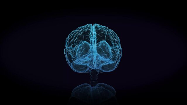 3d animation graphic design of brain and brain stem in alpha background. Brain showing and spinning with mri scan in creativity model and health concept with wire frames alpha transparent background.