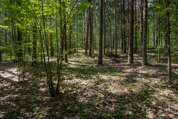 Obraz premium View of Stanka Lake, one of the many beautiful lakes in Lithuania, located in Dzukia region, Trakai District Municipality, Vilnius County, Lithuania 
