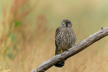 Common Kestrel (Falco innunculus) juvenile sitting on a pole where they are fed by their parents in the meadows in the Netherlands 