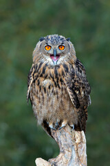 Eurasian Eagle-Owl (Bubo bubo) sitting on a pole in Gelderland  in the Netherlands    