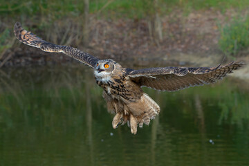 European Eagle Owl (Bubo bubo) flying over a lake in Gelderland in  the Netherlands.      
